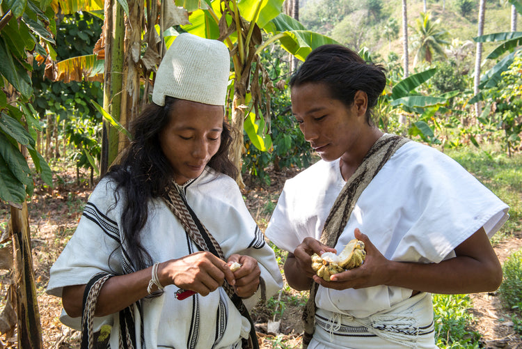 Cacao Hunters