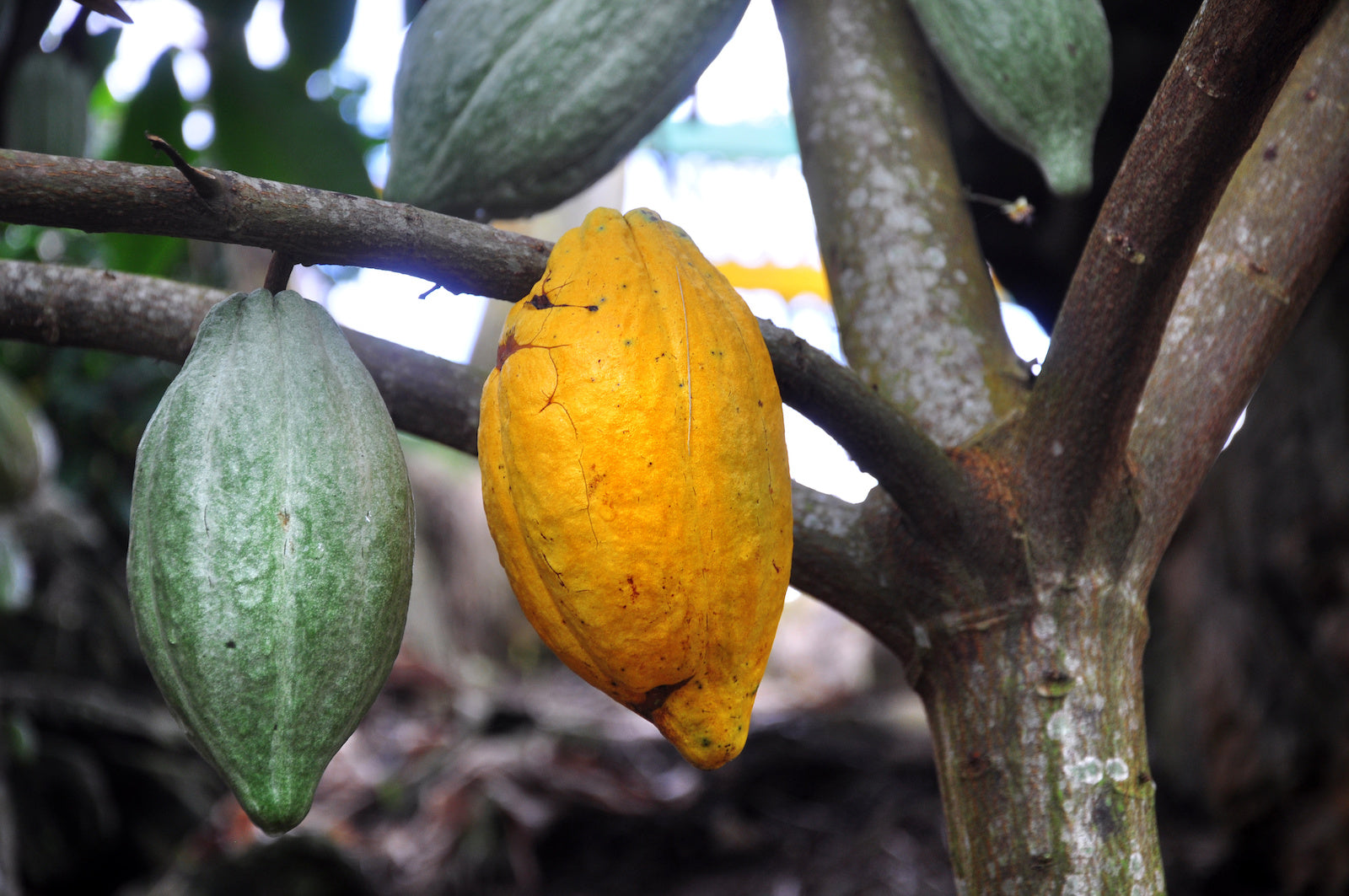 Chocolat en poudre cacao brut non sucre - LP La Montagne - Drive Leader  Price Réunion