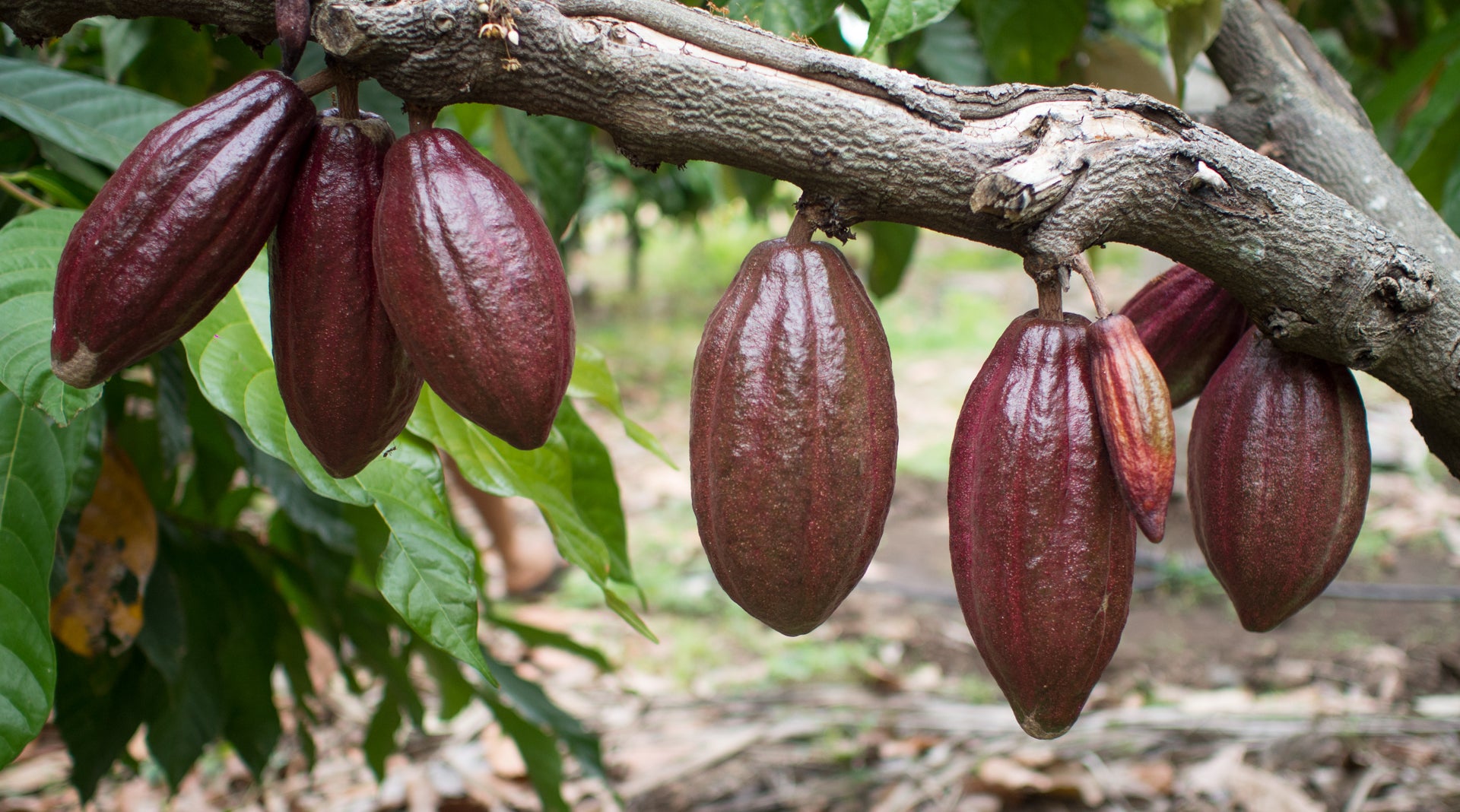 Maker - Anamalai (Regal Farms)