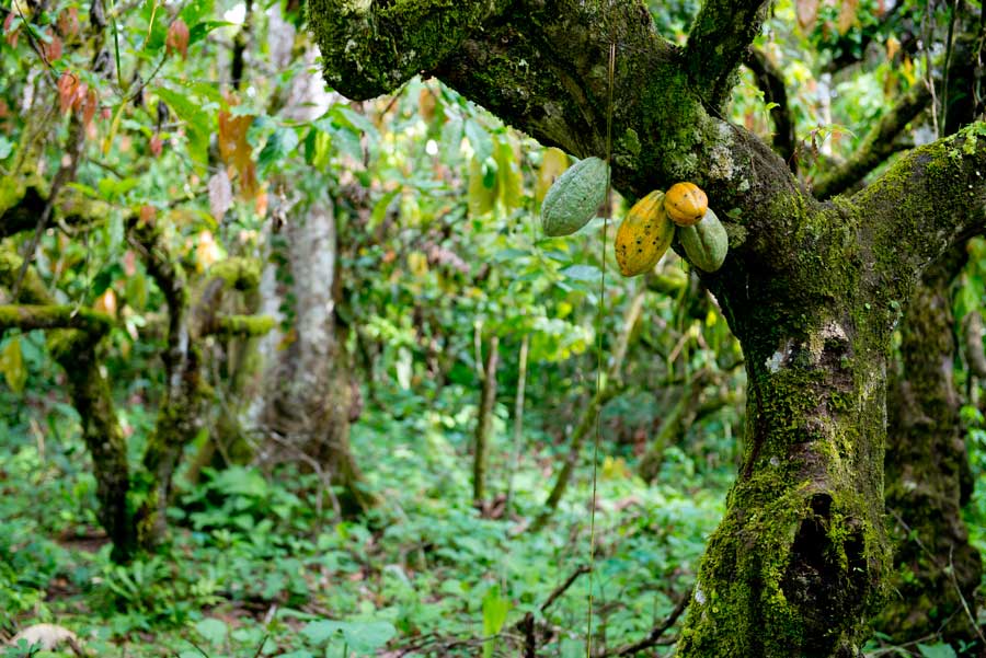 Maker - Cooperativa Naranjillo