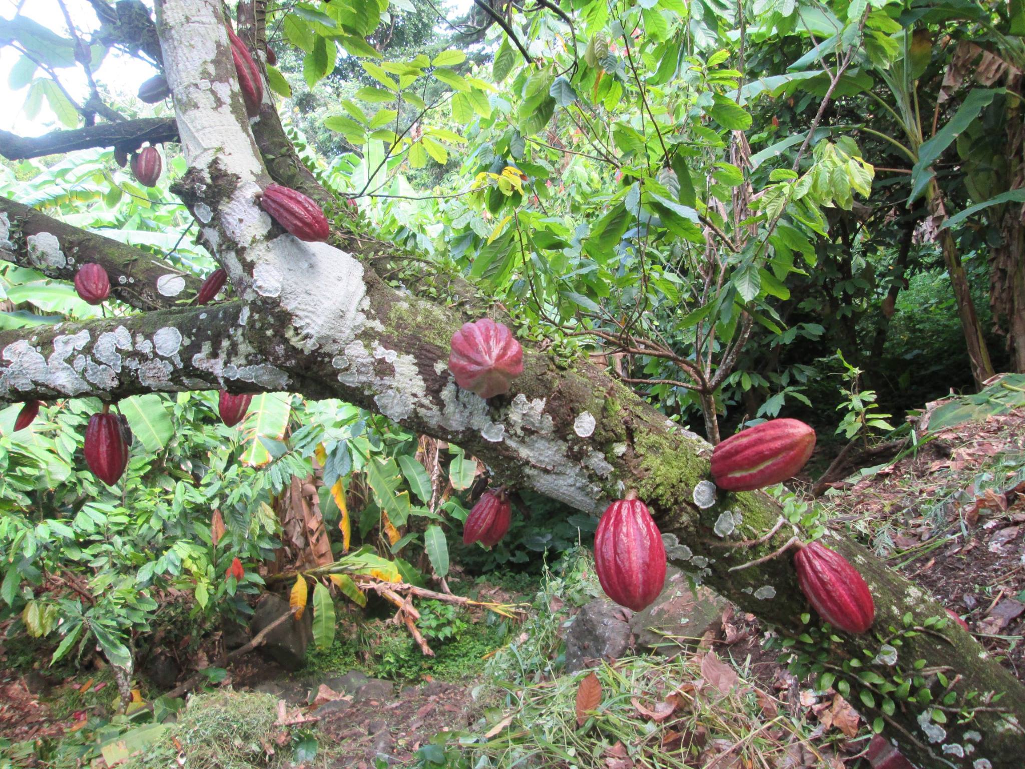 Maker - Crayfish Bay