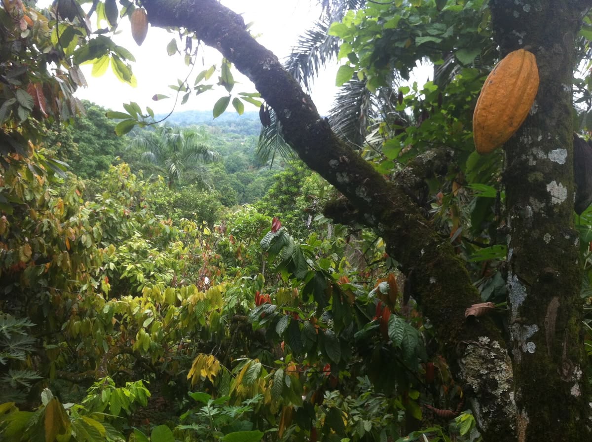 Green, yellow, and reddish cacao pods growing on a cacao tree.