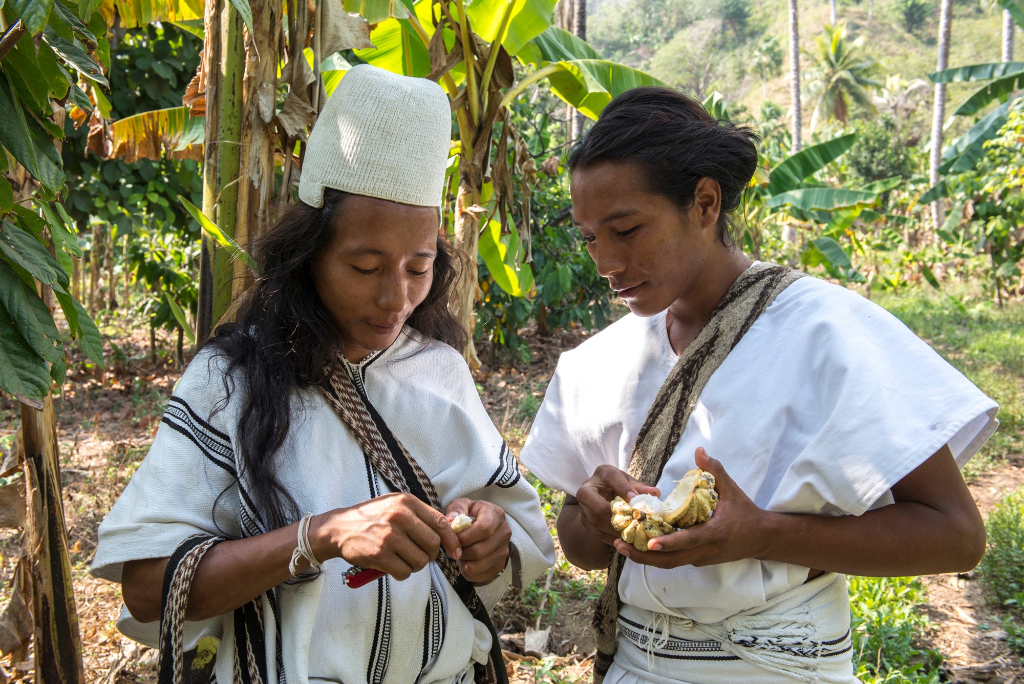 Maker - Cacao Hunters