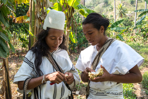 Cacao Hunters