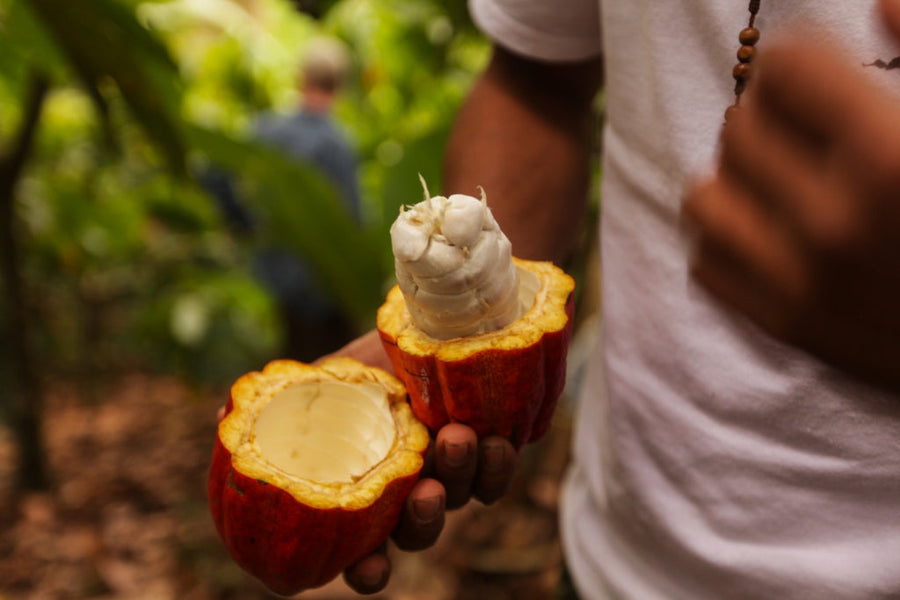 Cacao Bisiesto