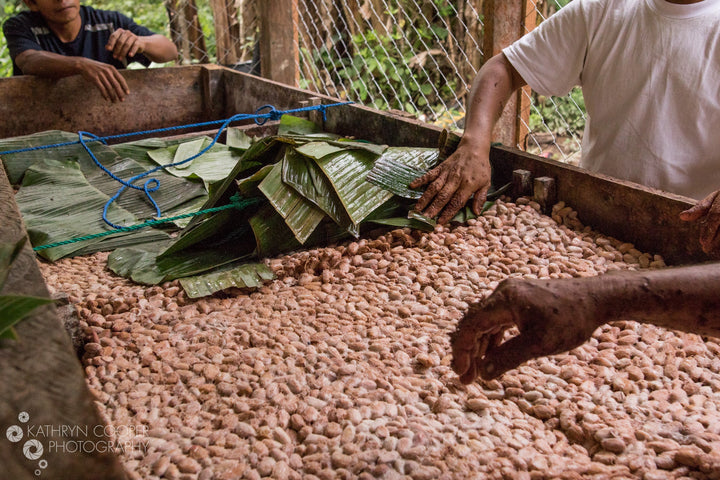 Enliven Cacao