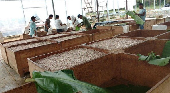 Ucayali River Cacao