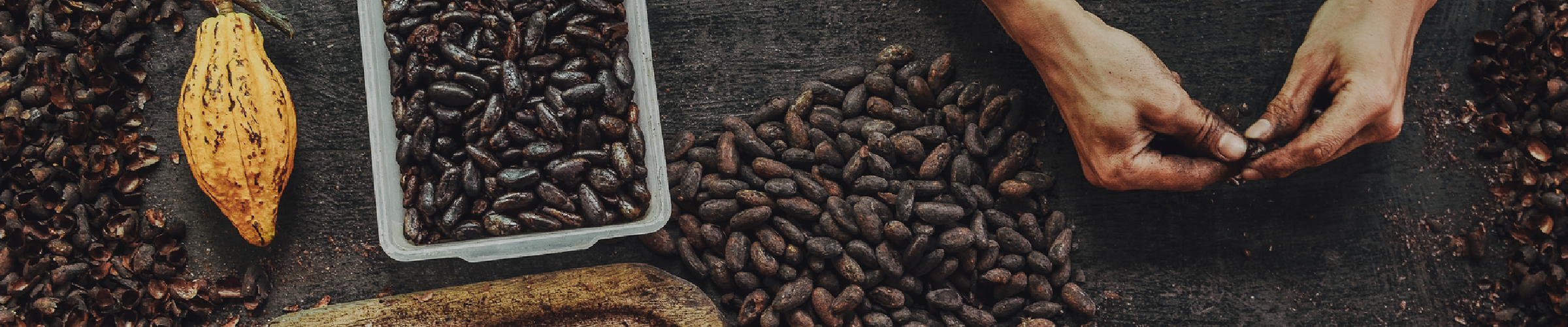 Hands sorting dried cacao beans beside a whole cacao pod on a dark wooden table, illustrating the bean-to-bar chocolate process.