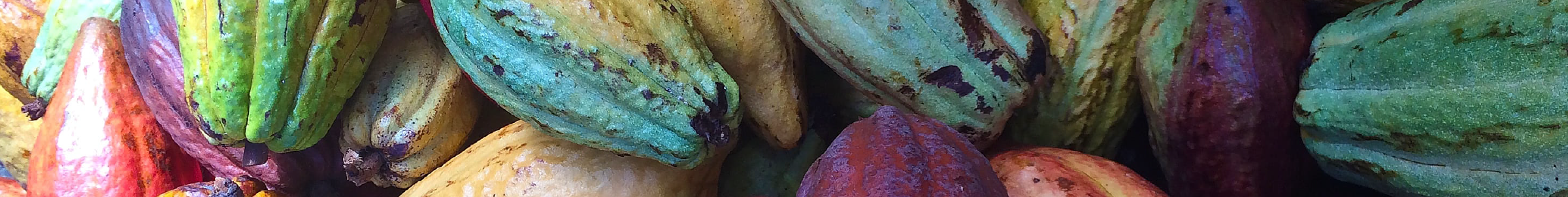 Colorful cacao pods in shades of green, yellow, red, and purple arranged closely together, representing different cocoa bean varieties.